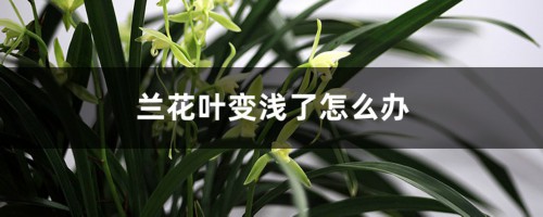 兰花叶颜色变浅了怎么办