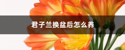 君子兰换盆后怎么养