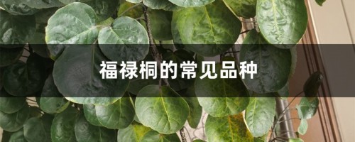 福禄桐的常见品种