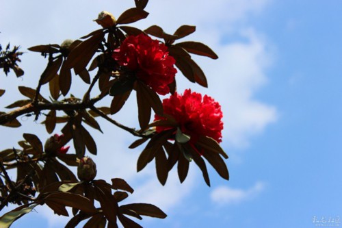 野生马缨花可以移栽吗