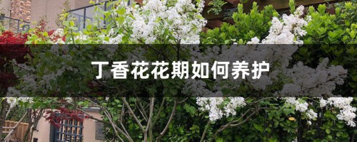 丁香花花期如何养护，什么时候开花