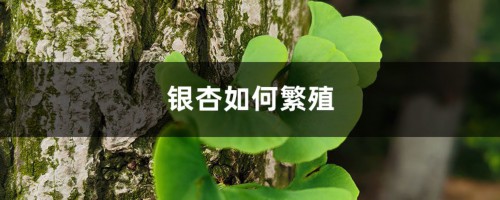 银杏如何繁殖，银杏树的繁殖方法