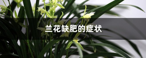 兰花缺肥的症状（附缺肥处理方法）