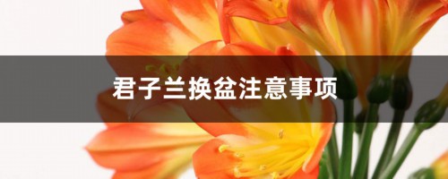 君子兰换盆注意事项，君子兰换土后啥时浇水