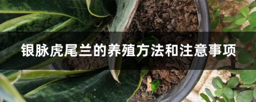 银脉虎尾兰的养殖方法和注意事项