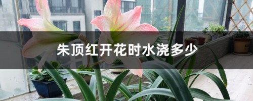 朱顶红开花时水浇多少