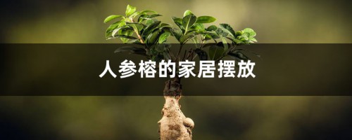 人参榕的家居摆放