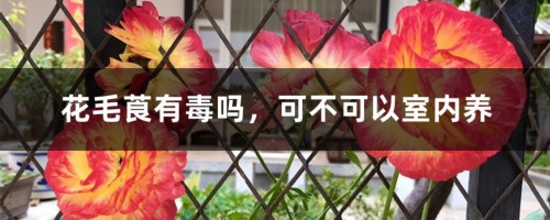 花毛莨有毒吗，可不可以室内养