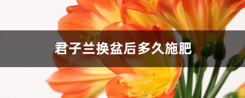 君子兰换盆后多久施肥