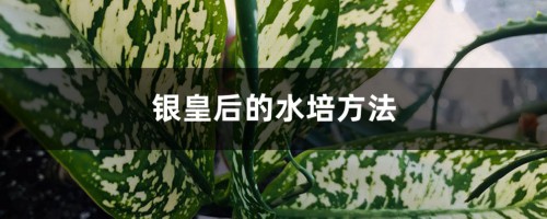 银皇后的水培方法