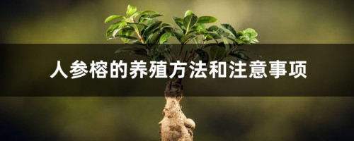 人参榕的养殖方法和注意事项