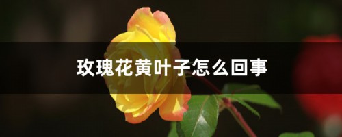 玫瑰花黄叶子是怎么回事