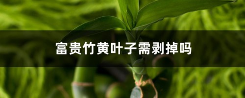 富贵竹黄叶子需剥掉吗，杆发黄怎么急救