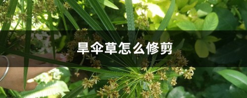 旱伞草怎么修剪，叶尖发黄怎么办