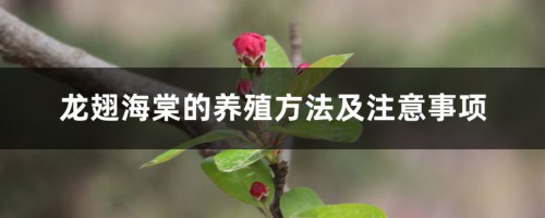 龙翅海棠的养殖方法及注意事项