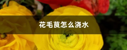 花毛茛怎么浇水