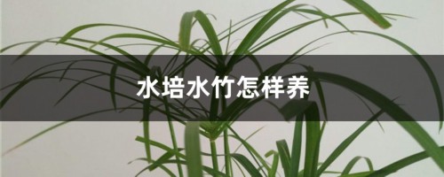 水培水竹怎样养