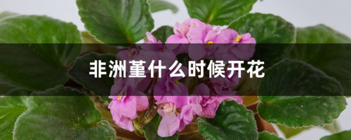 非洲堇什么时候开花