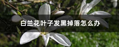 白兰花叶子发黑掉落怎么办