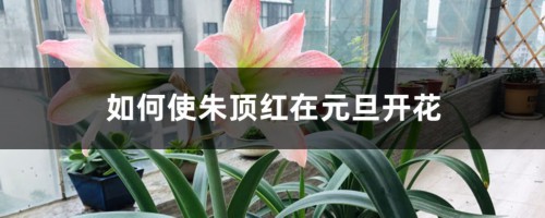 如何使朱顶红在元旦开花