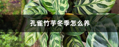 孔雀竹芋冬季怎么养