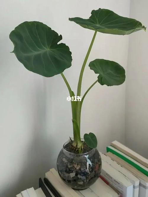 芋类盆栽